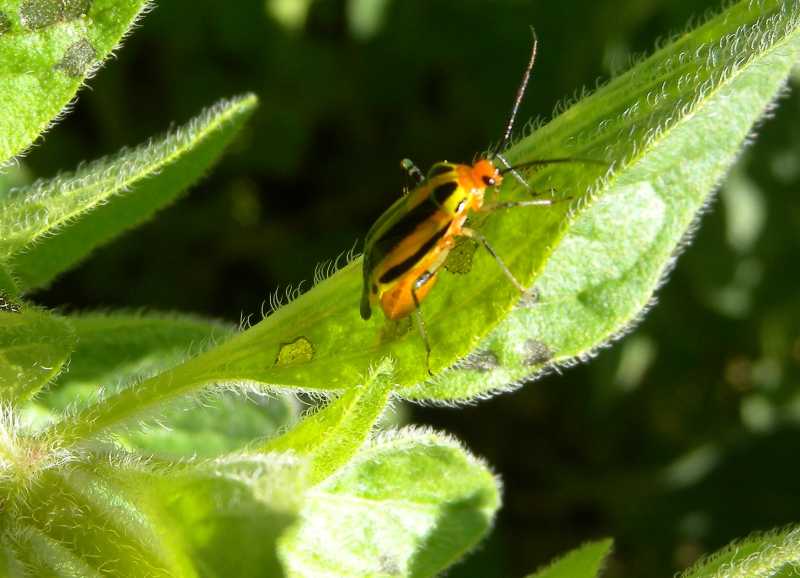 Tarnished and fourlined plant bugs